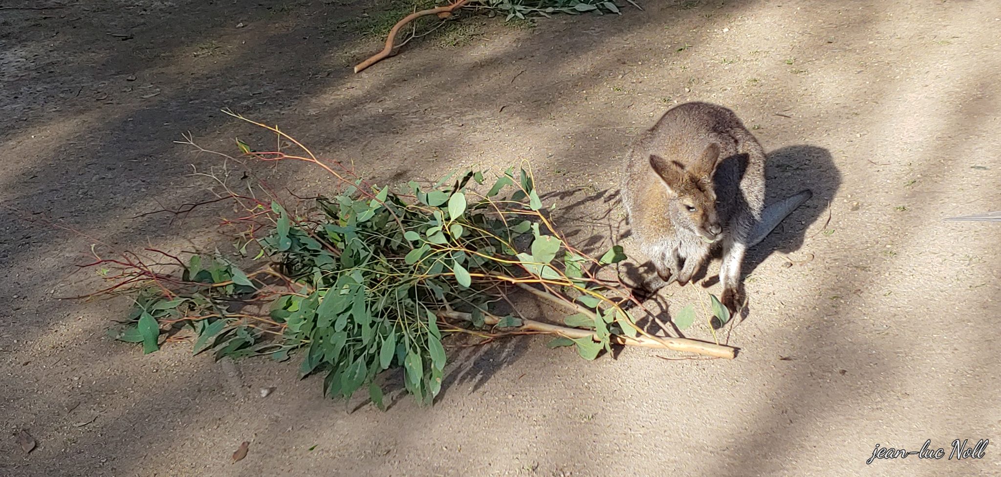 Le sanctuaire de Healesville