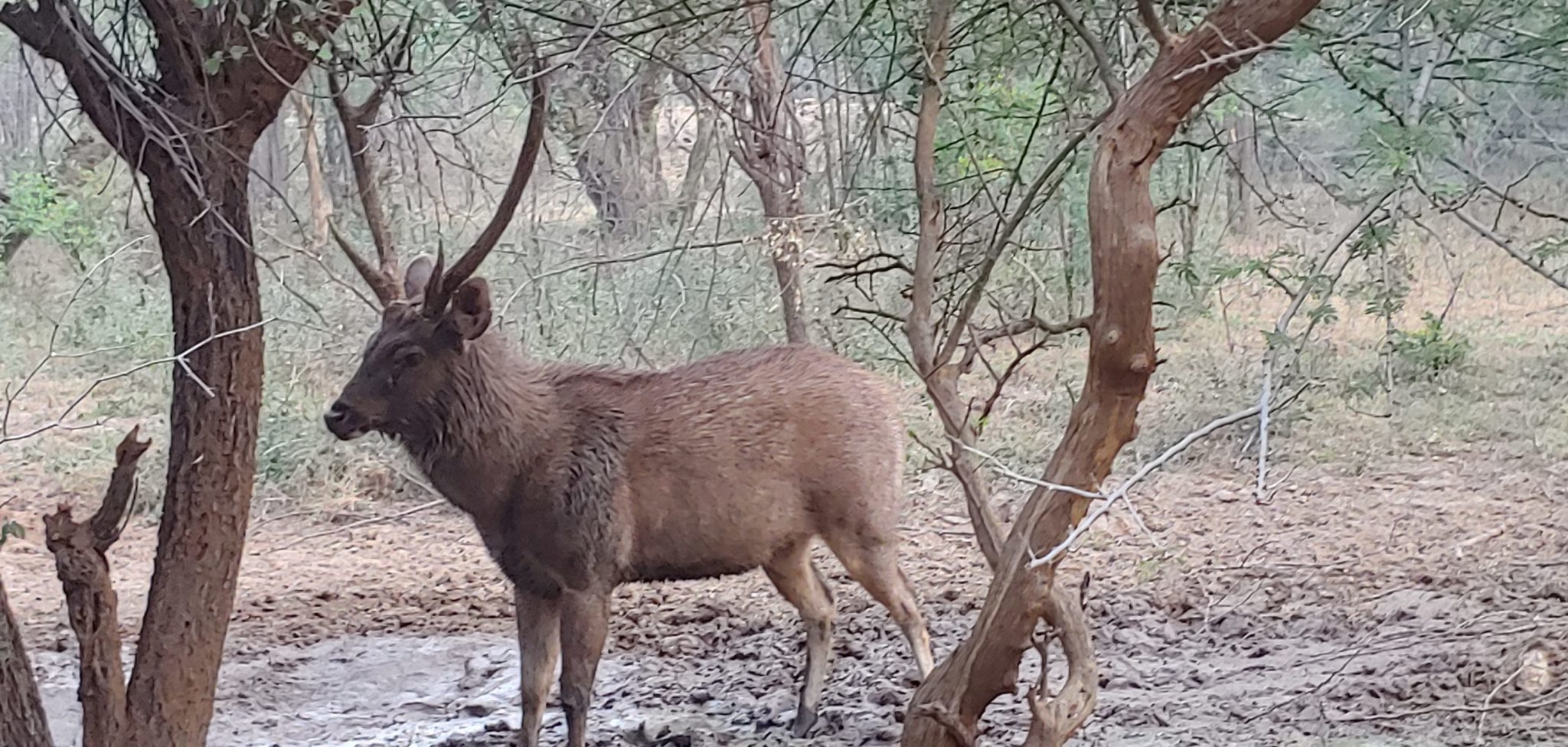 Inde – Ranthambore – Le parc national