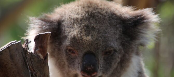 Australie – Victoria – Phillip Island